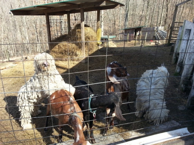 Goats and their protectors!