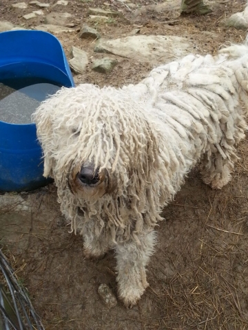 Great Pyrenees with dreadlocks Sheep protector